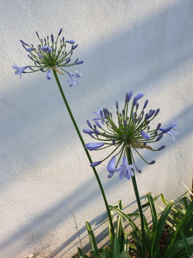 U Stagnu Locations Chambres Corse * Borgo (Corsica)